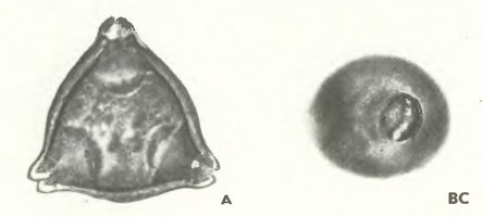   (Elaegnus argentea Pursh.)-  